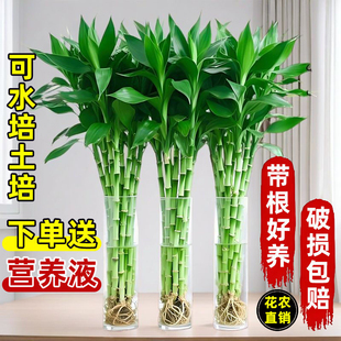 带根富贵竹水培植物水养水竹客厅室内发财招财盆栽绿萝绿植鲜花卉