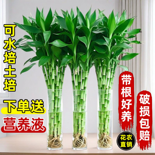 带根富贵竹水培植物水养水竹客厅室内发财招财盆栽绿萝绿植鲜花卉
