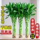 带根富贵竹水培植物水养水竹客厅室内发财招财盆栽绿萝绿植鲜花卉