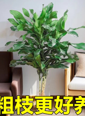 好养大螺纹铁水培发财四季常青室内水养植物客厅室内绿色净化空气