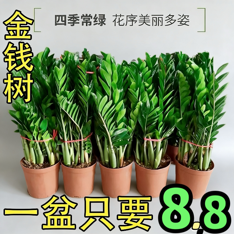 金钱树盆栽室内植物大型客厅好养招财绿植摇钱串子大棵发财树盆景