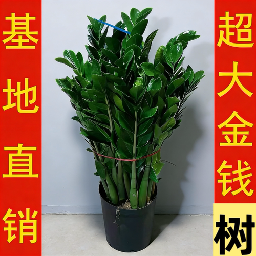 大棵金钱树盆栽摇钱树花苗发财树花卉室内绿植物客厅办公桌面盆景