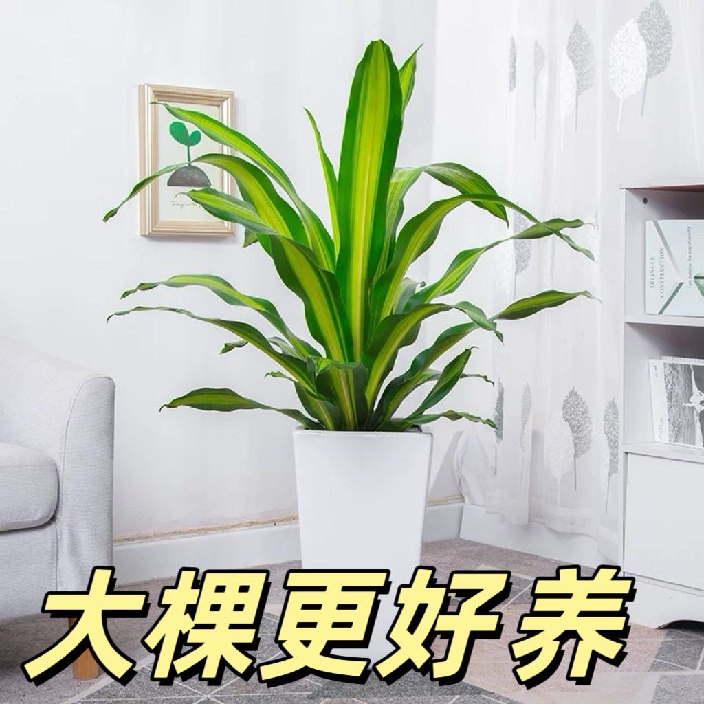 香龙血树金心也门铁巴西铁盆栽室内懒人水培净化空气客厅绿植办公