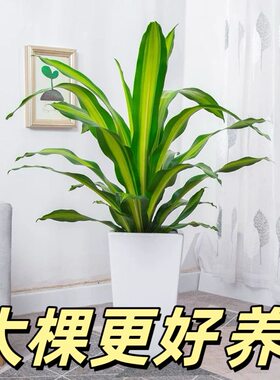 香龙血树金心也门铁巴西铁盆栽室内懒人水培净化空气客厅绿植办公