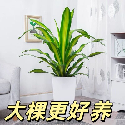 香龙血树金心也门铁巴西铁盆栽室内懒人水培净化空气客厅绿植办公