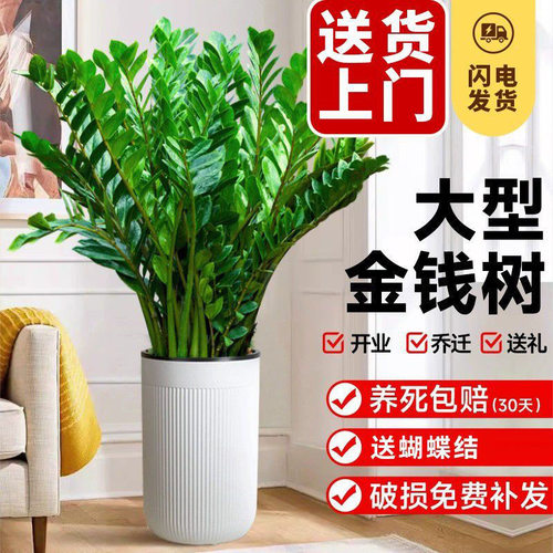 大盆金钱树盆栽植物室内客厅好养办公室绿植大型钱串子招财发财树