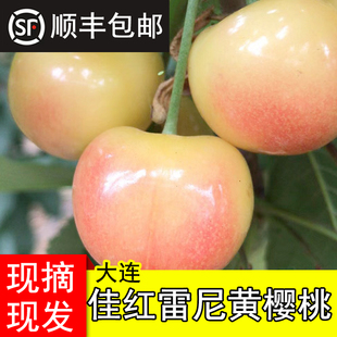 现摘包顺丰佳红雷尼黄金樱桃车厘子新鲜孕妇整箱甜5J大连大樱桃5