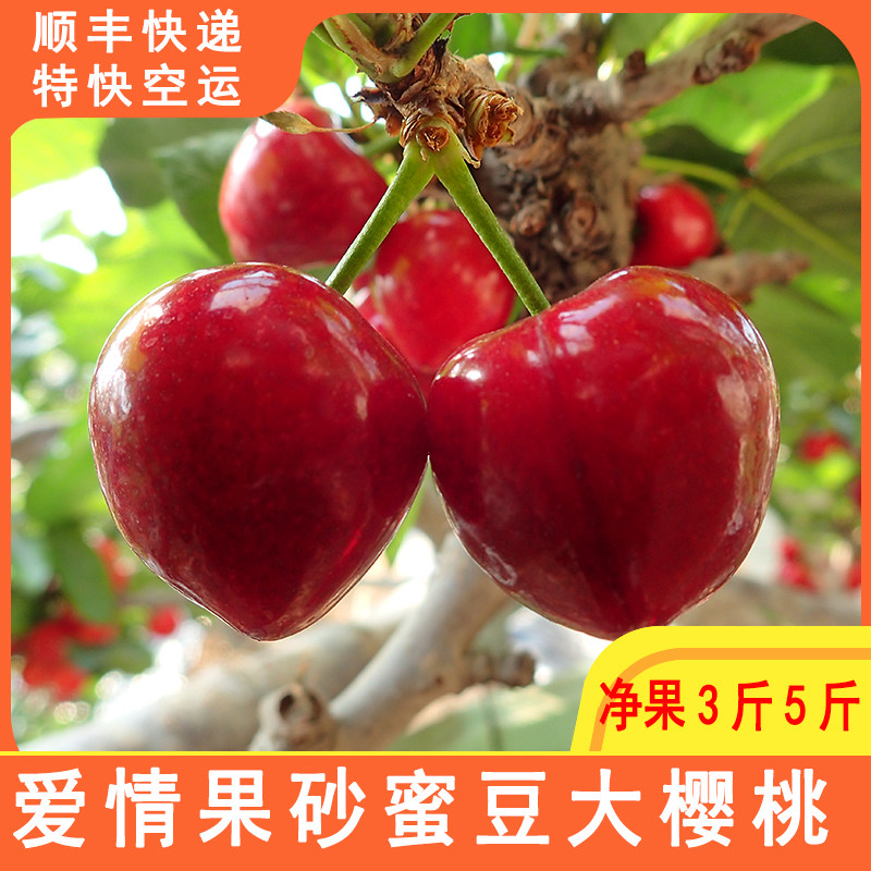 现摘国产大连大樱桃老树沙蜜车厘子心形樱桃金鼎红砂蜜豆脆甜可口