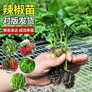 30棵高产辣椒秧苗茄子苗番茄苗粉西红柿苗粉西红柿蔬菜苗