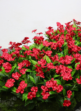高仿真7叉凤仙花花箱装饰花