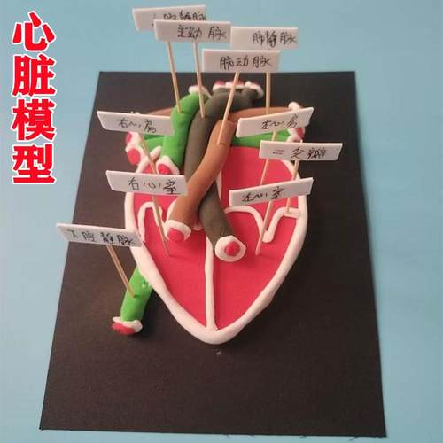 人体器官模型七年级生物心脏模型