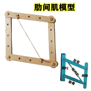 肋间肌舒缩模型手工材料包初中生物七年级作业科学实验教具小制作