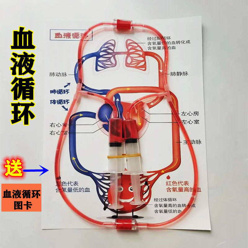 初中生物医学人体血液循环模型科学实验器材手工玩教具科技小制作