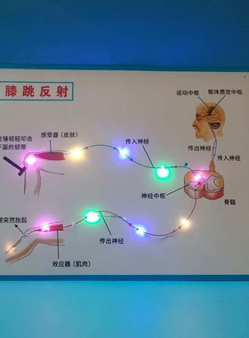 膝跳反射弧模型生物科学实验教具手工制作材料包DIY创意发明作品