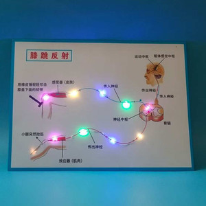 膝跳反射弧模型生物科学实验