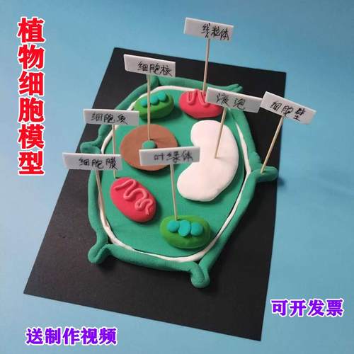 手工作业初中七年级植物细胞模型