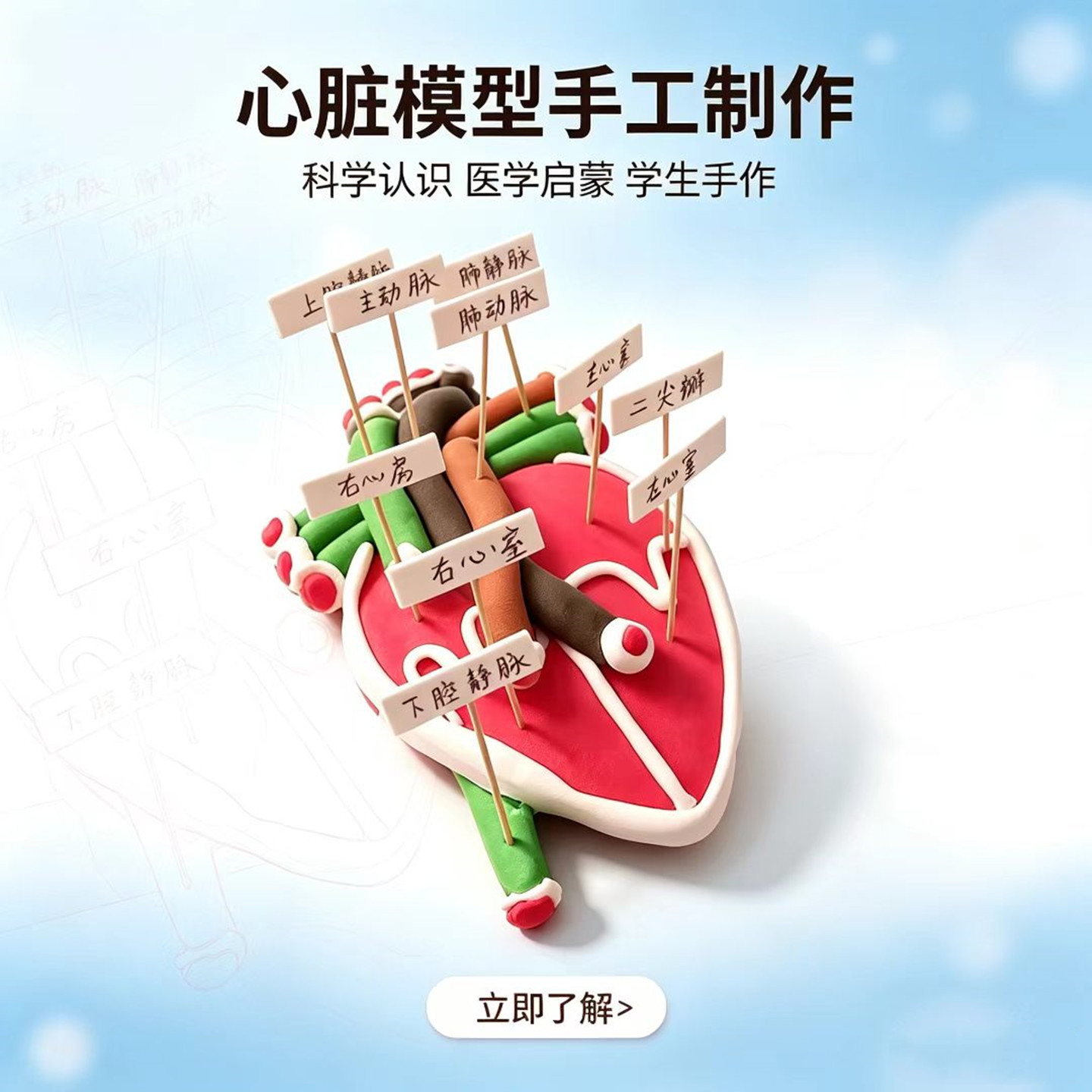 医学手工材料人体心脏模型手工
