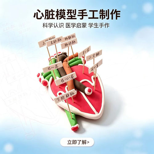 医学手工材料人体心脏模型手工