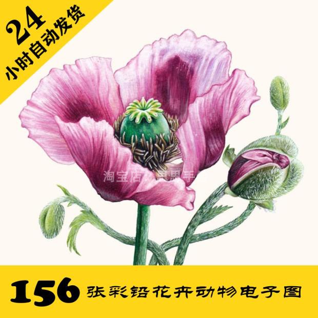 S040 花卉昆虫彩铅电子图156张 动物植物手绘 临摹素材持续更