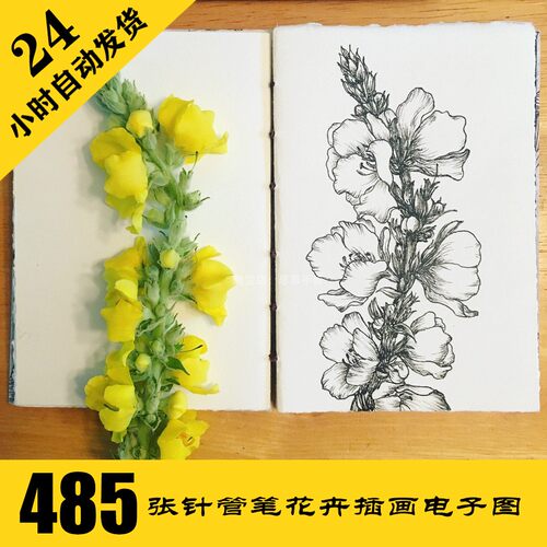 C266 针管笔花卉插画电子图485张 鲜花手绘临摹素材 持续更新