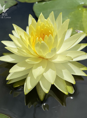 耐寒睡莲 普拉卡 中大型黄色丰花 水生植物庭院水池造景进口新品