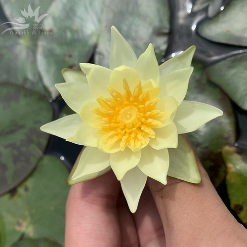 微型睡莲海尔芙拉带花苞小海小型迷你水培花卉种子根茎苗四季室内