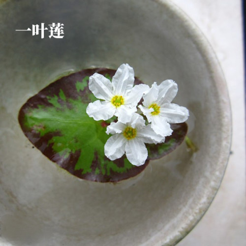 四季水培植物盆栽带花苞一叶莲