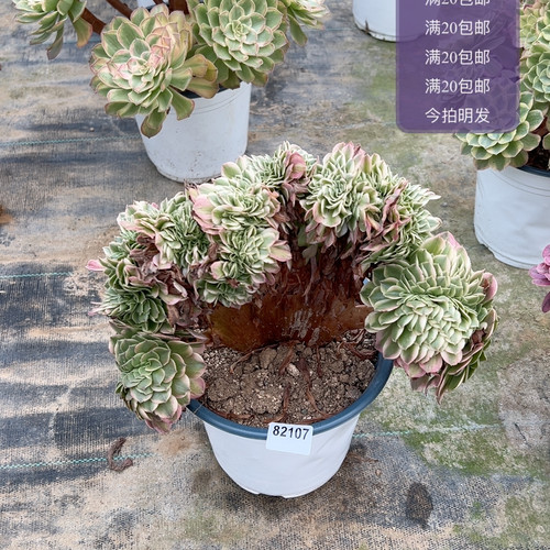2107荔枝缀