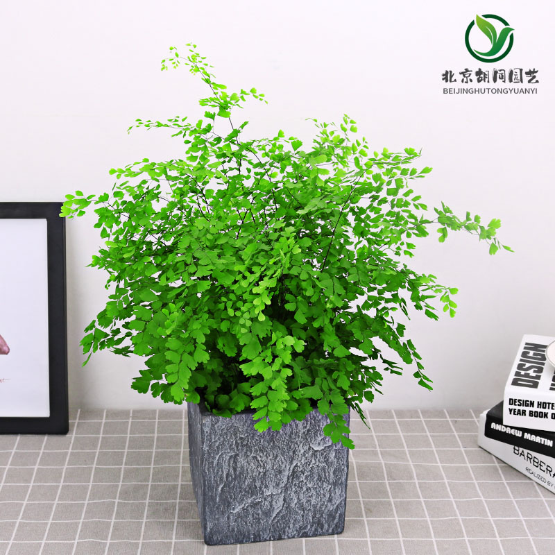 室内花卉耐阴铁线蕨盆栽铁丝草办公桌阳台常绿观叶绿植迷迭香窗台