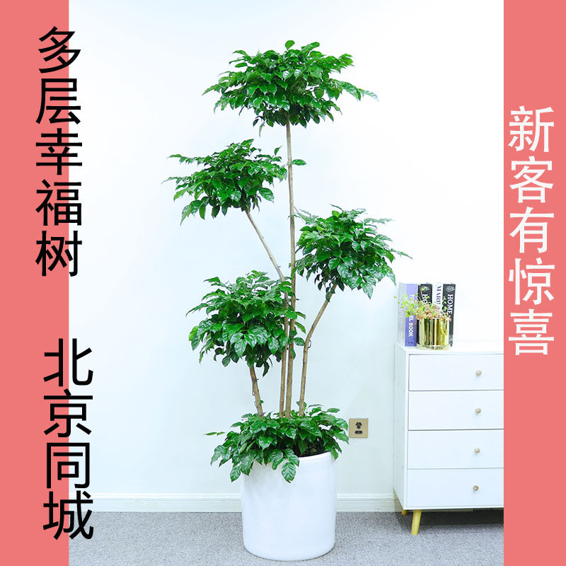 北京网红绿宝多层幸福树步步高绿植客厅办公室大型吸甲醛植物盆栽