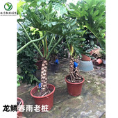 北京盆栽龙鳞春羽老桩大型春雨绿植办公室客厅净化空气室内大植物