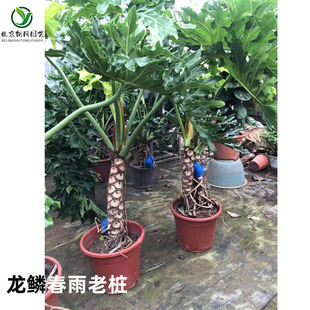 北京盆栽龙鳞春羽老桩大型春雨绿植办公室客厅净化空气室内大植物
