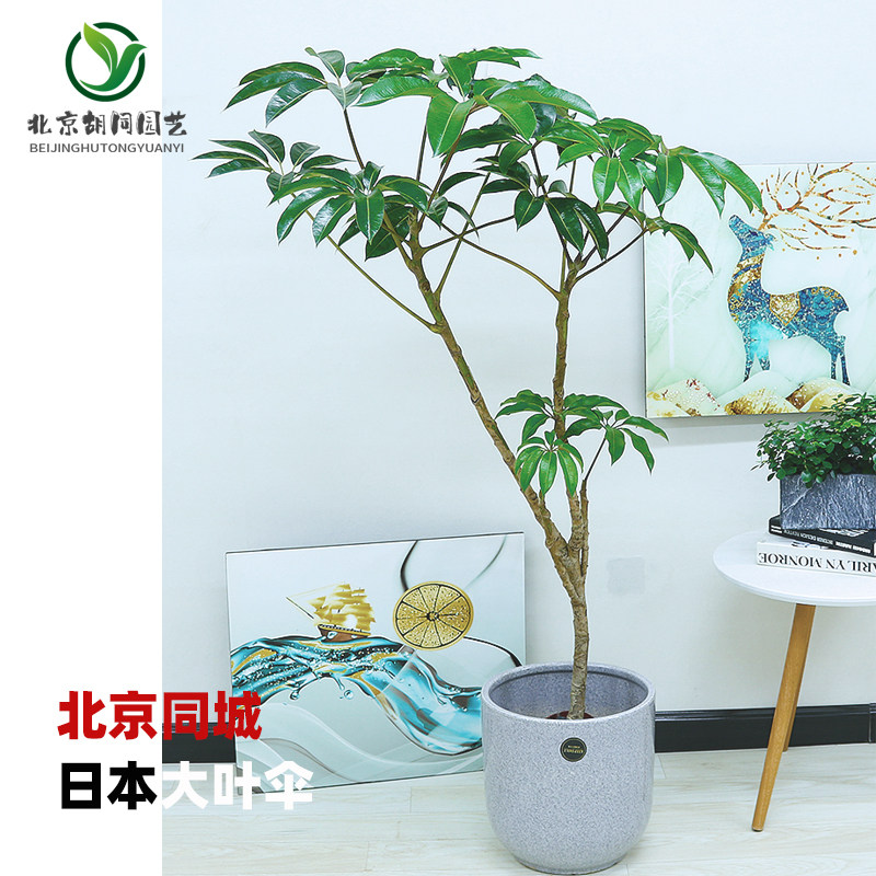 网红日本大叶伞绿植简约风保罗盆栽北京同城客厅室内净化空气观叶