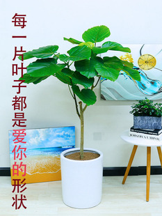 北京室内爱心榕大型绿植盆栽客厅送爱人吸甲醛大堂网红观叶心叶榕