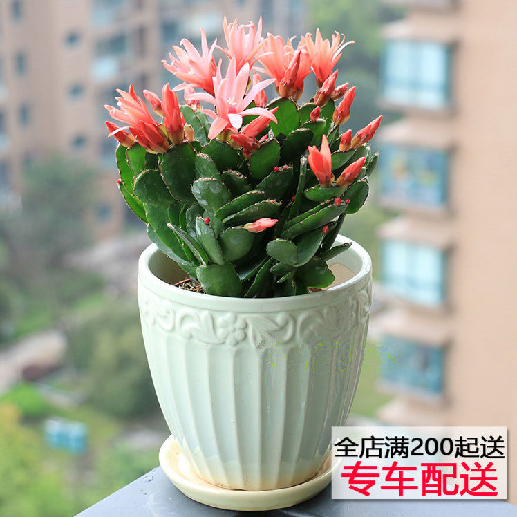 北京地区蟹爪兰盆栽 又名圣诞仙人掌 蟹爪莲和仙指花 室内绿植花