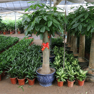 北京客厅净化空气超大树桩发财树庭院盆栽粗壮好养绿植物室内阳台