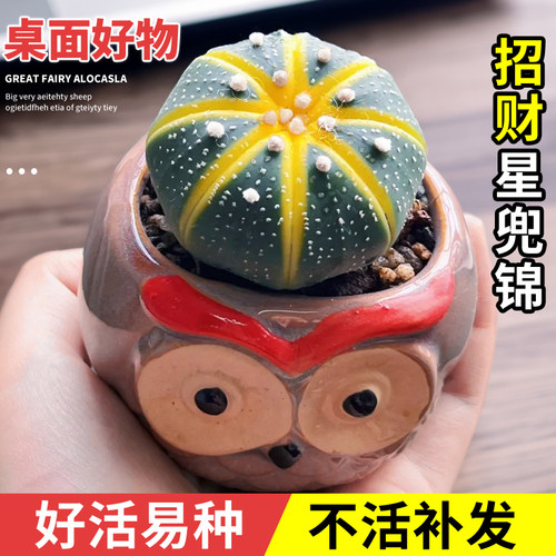 金兜仙人球室内盆栽仙人掌科精品四季开花稀有品种组合星兜实生