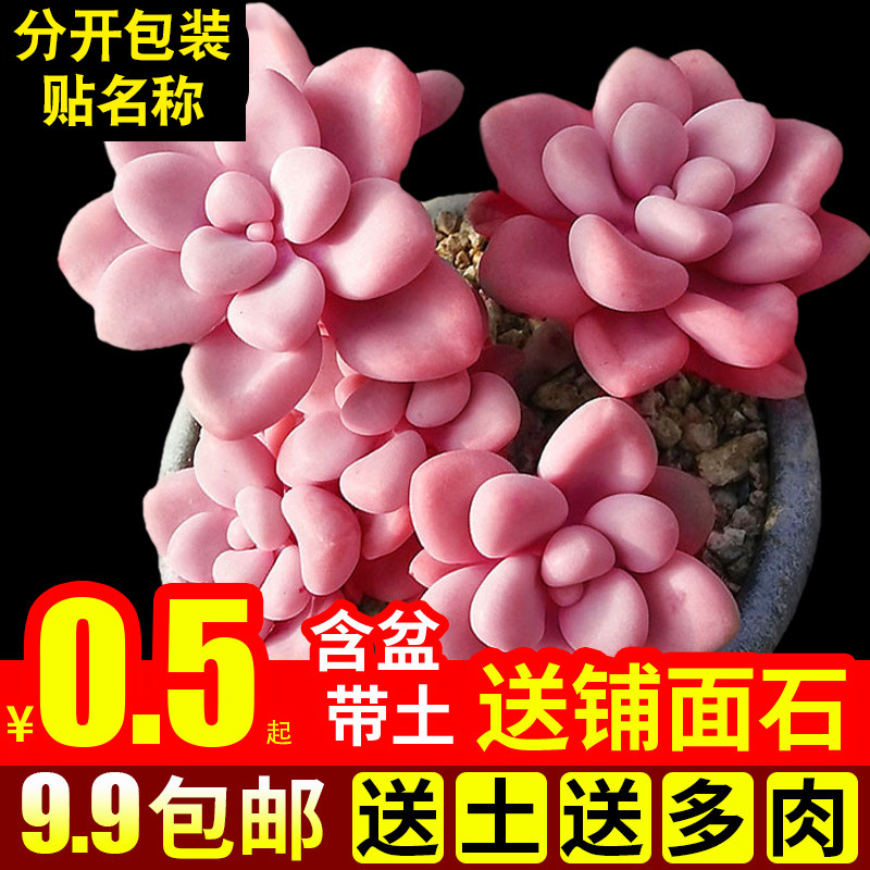 多肉植物室内组合小花卉秋天盆栽艾伦套餐办公桌新款绿植含盆带土 鲜花速递/花卉仿真/绿植园艺 多肉植物 原图主图