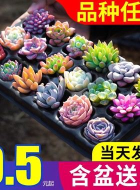 多肉植物幼儿园组合盆栽小绿植花卉玉露大颗好养室内肉肉带盆多头