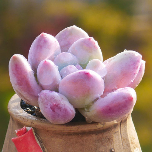 多肉植物组合盆栽花卉白美人