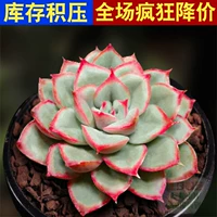 Фиолетово-красный Орион, одиночное растение 3-5 см.