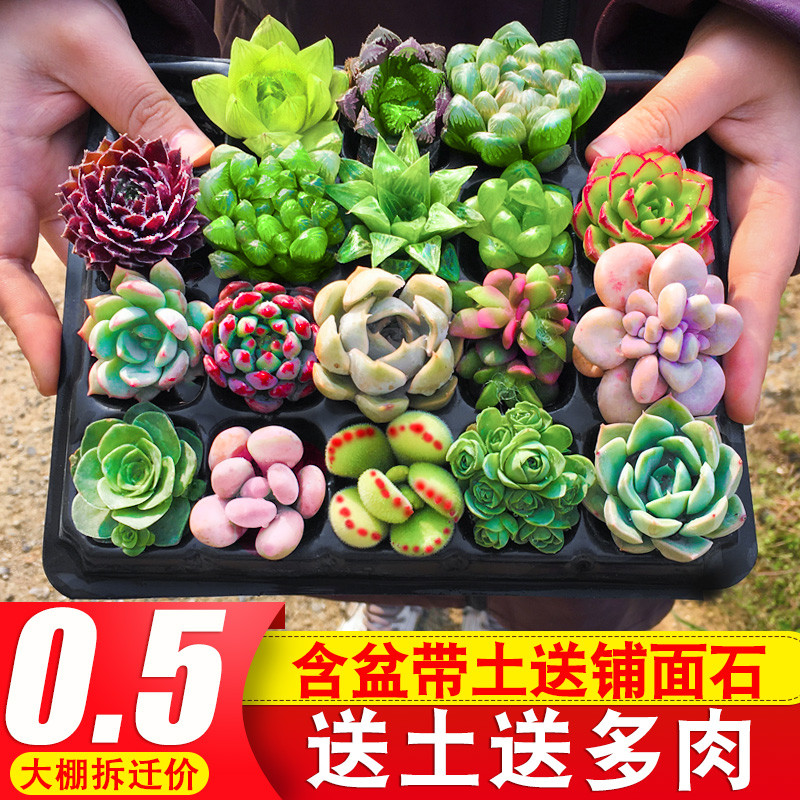 多肉植物组合盆栽室内套餐特价好养大颗肉肉清仓客厅包邮含盆带土