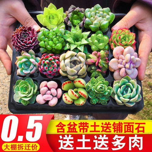 多肉植物带盆栽好销量排行榜 多肉植物带盆栽好品牌热度排名 小麦优选