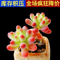 Auro Heart 3-5 см одиночной головы