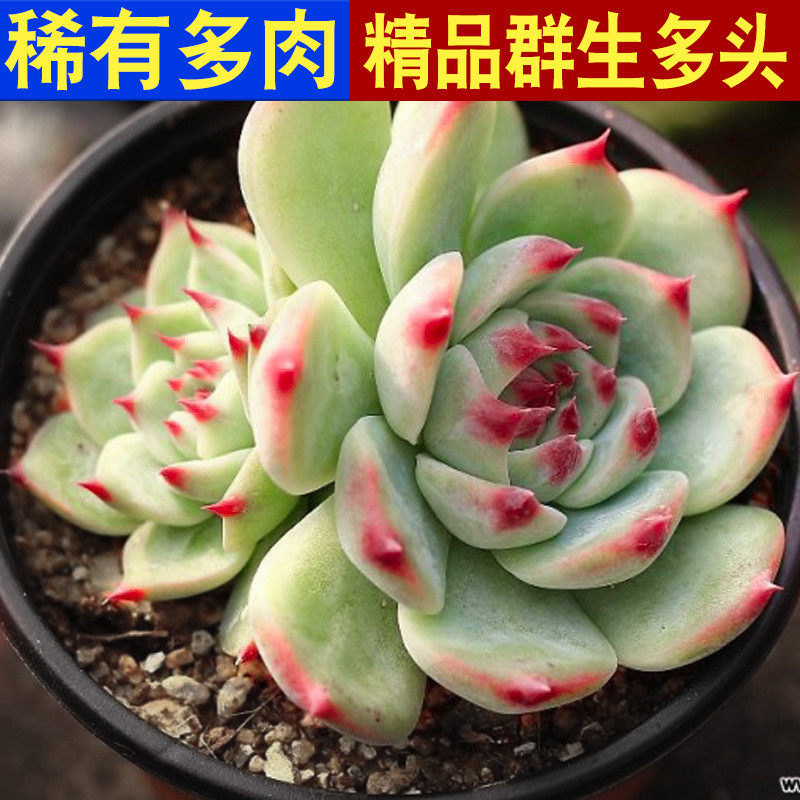多肉植物吉娃娃多头吉娃莲多肉超萌肉肉易爆盆带盆花卉绿植盆栽