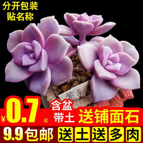 多肉植物紫乐室内组合带盆好养