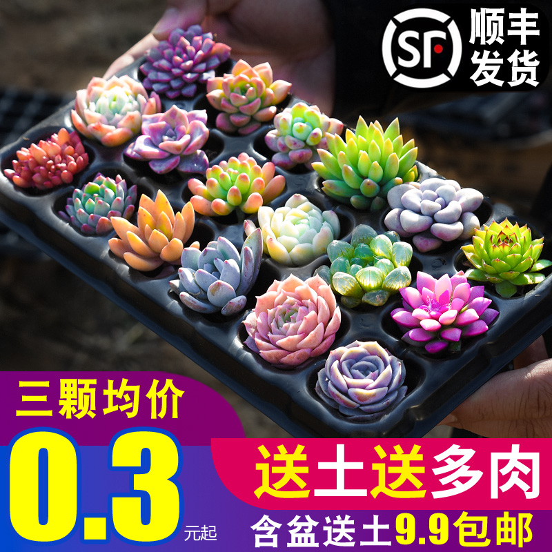 多肉植物 绿植花卉 多肉植物分类大全 多肉植物品牌价格 多肉植物类目 最宠网