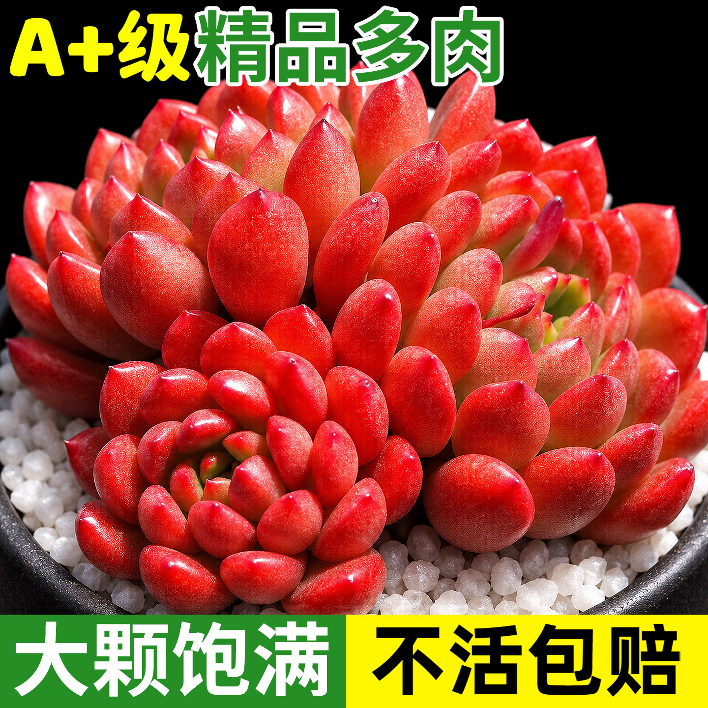 多肉植物组合盆栽绿植花卉红宝石办公桌新手带盆可爱萌窗台