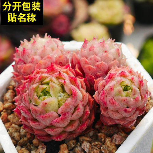 朱砂痣多肉植物稀有贵货