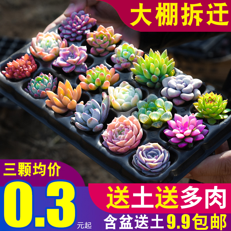 肉肉 多肉植物组合盆栽小绿植花卉玉露大颗好养包邮 带盆多头老桩